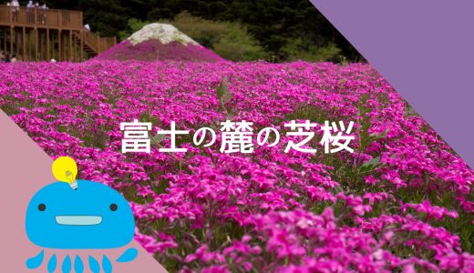 富士山の麓で咲き誇る芝桜を鑑賞【富士芝桜まつり】